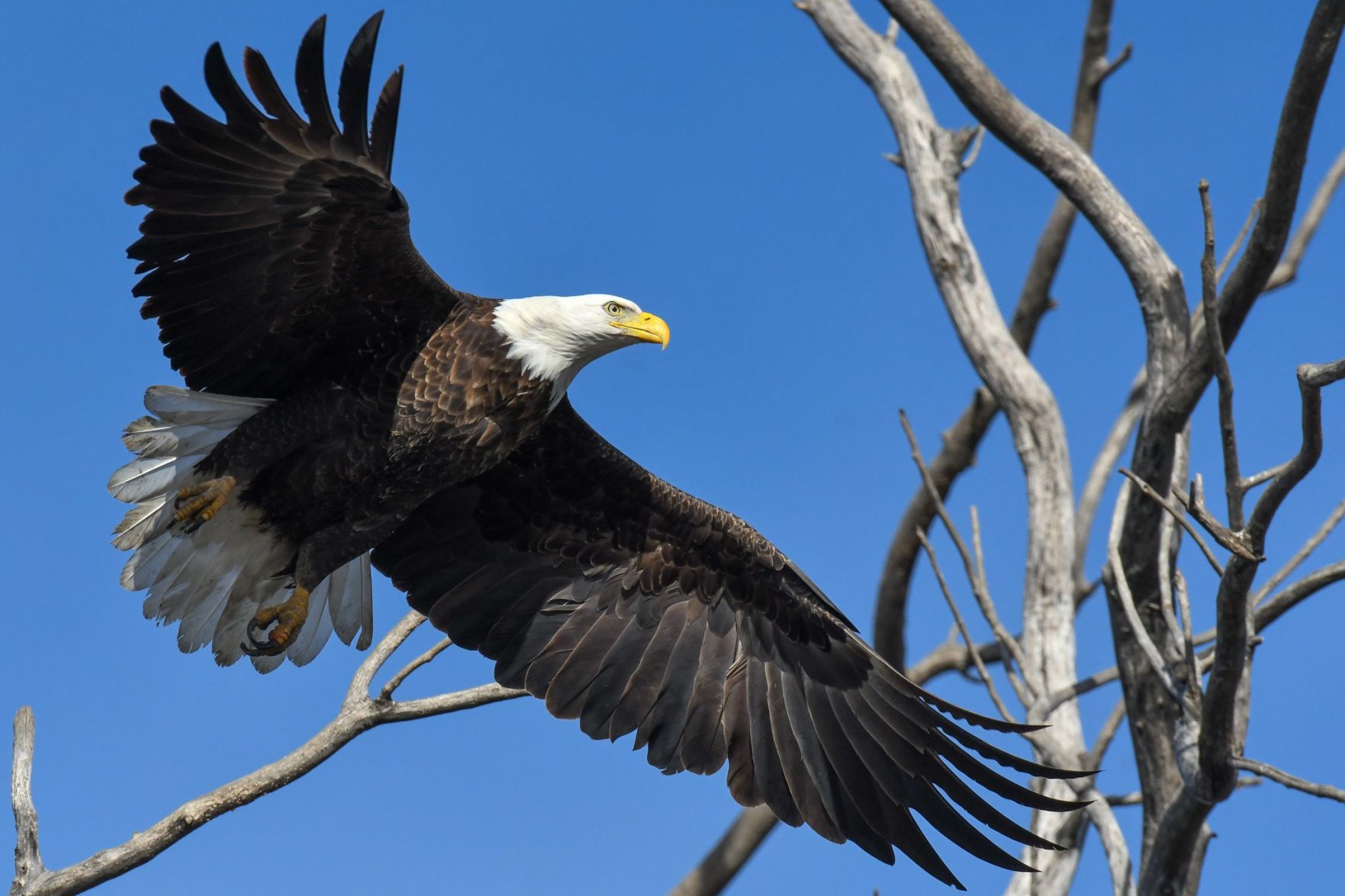 Taking flight